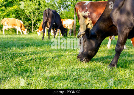 Allevamento di bloodstock domestico le mucche sono erba di pascolo in borgo rurale. Foto Stock