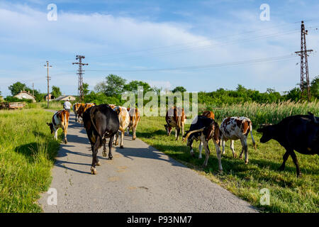 Due pastori sono alla guida di una mandria di bloodstock vacche domestiche home il fienile dopo pascoli su strada asfaltata nel villaggio. Foto Stock