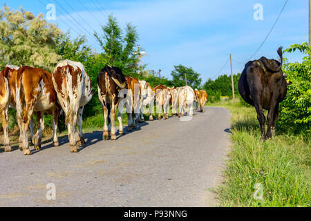 Due pastori sono alla guida di una mandria di bloodstock vacche domestiche home il fienile dopo pascoli su strada asfaltata nel villaggio. Foto Stock