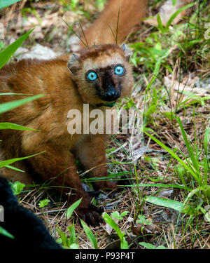 Lemuri del Madagascar ringtailed mongoose sifaka Foto Stock