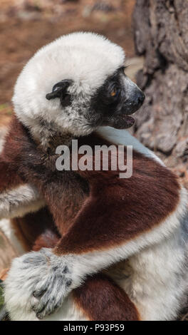 Lemuri del Madagascar ringtailed mongoose sifaka Foto Stock