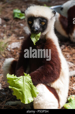 Lemuri del Madagascar ringtailed mongoose sifaka Foto Stock