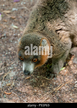 Lemuri del Madagascar ringtailed mongoose sifaka Foto Stock