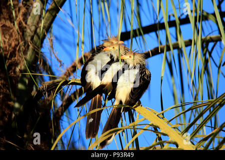 Tre Guira cucù (Guira guira) seduto su un ramo. Porto Jofre, Pantanal Foto Stock