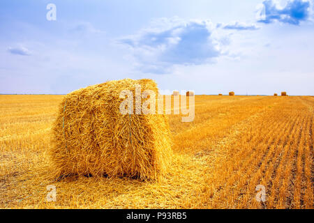 Haystacks dopo il raccolto sul campo Foto Stock