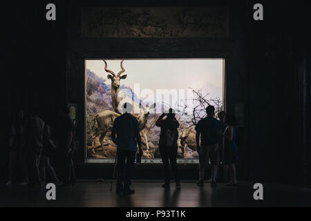 Isitors guardando le mostre nel Museo Americano di Storia Naturale di New York, uno dei più grandi musei del mondo. Foto Stock