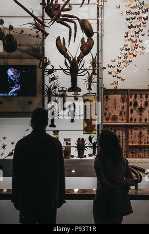 Isitors guardando le mostre nel Museo Americano di Storia Naturale di New York, uno dei più grandi musei del mondo. Foto Stock
