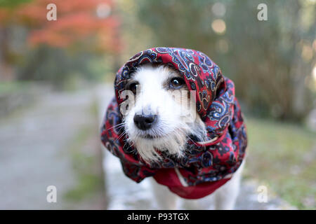 Moda Jack Russell cane indossando un fazzoletto rosso sulla sua testa Foto Stock