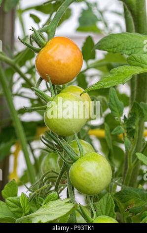 Pomodori ciliegia sulla vite iniziano a maturare Foto Stock