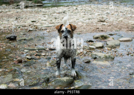 FUNNY fangoso cane sporca in un fiume naturale sullo sfondo Foto Stock