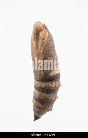 Una crisalide trovato coricato sul marciapiede accanto a un'erba orlo vicino a un supermercato. La ricerca dovrebbe indicare che è un elefante hawk-moth chrysalis Foto Stock