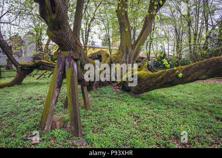 Il Vecchio Tiglio, stimato a più di 900 anni nel parco del castello di Bzenec città in Repubblica Ceca Foto Stock