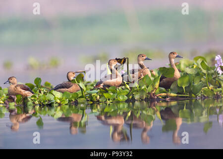 Sibilo minore anatra (Dendrocygna javanica) a Purbasthali Burdwan West Bengal India Foto Stock