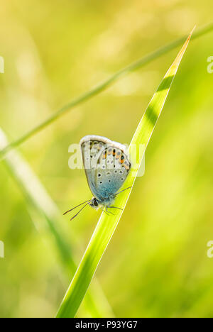 Argento-Blu chiodati butterfly - Plebejus argus, bella buttefly colorata dalla Comunità di prati e pascoli. Foto Stock