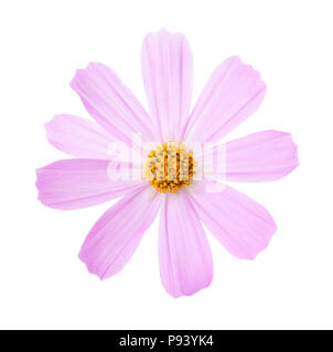 Rosa Cosmo fiore isolato su sfondo bianco. Giardino Cosmo Foto Stock