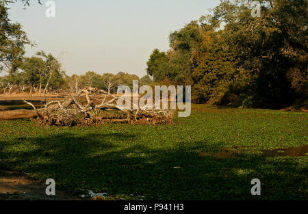 Riserva di Mana, Parco Nazionale di Mana Pools, Zimbabwe Foto Stock