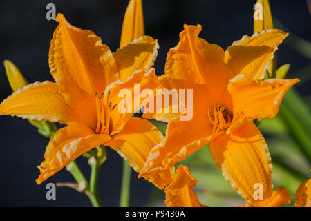 Bellissimi fiori di arancio-giallo hybrid daylily hemerocallis closeup Foto Stock