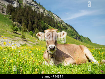I giovani vitelli in Appenzell svizzera Foto Stock