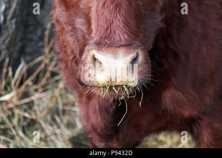 Muso di una mucca marrone con erba verde in bocca, primo piano al centro della foto Foto Stock