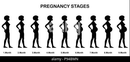 Stadi di gravidanza sihouettes. Tutti gli oggetti e gli stadi del corpo sono in diversi strati e i tipi di testo non è necessario alcun font. Illustrazione Vettoriale