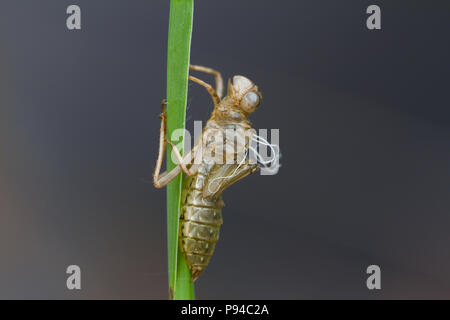 Esuvia di una di fronte bianco-darter dragonfly, Cheshire, Regno Unito Foto Stock