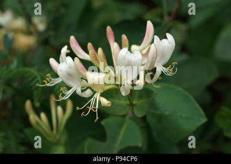 Lonicera periclymenum Foto Stock