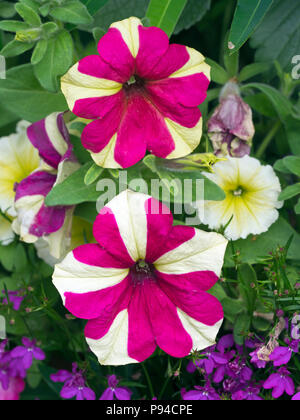 La Petunia Candy striped nel contenitore garden Foto Stock