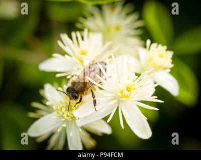 Ape di miele solitario che si nutra su un fiore di Clematis, Ranunculaceae. Foto Stock