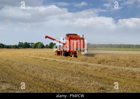 Red mietitrebbia lavorano sul campo di grano. Tempo di raccolta. Foto Stock
