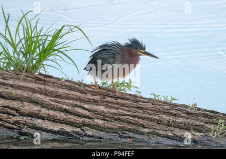 Un verde heron, Butorides virescens, fluffs le sue piume umido dopo immersione in acqua dopo la preda, nel nord-ovest della Louisiana. Foto Stock