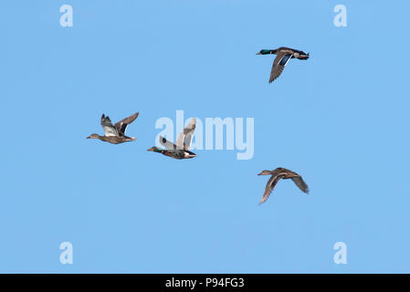 Quattro germani reali volare sopra il lago di Caroline, Red River National Wildlife preservare, Bossier parrocchia, La., U.S.A., in un piano orizzontale di medium shot. Foto Stock