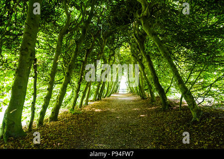 Coridor tra gli alberi Foto Stock