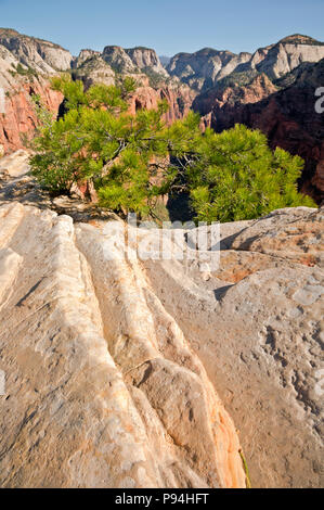 UT00446-00...Utah - arenaria stratificata e un albero che cresce in una stretta spaccatura nella roccia lungo la cresta degli angeli lo sbarco nel Parco Nazionale di Zion. Foto Stock