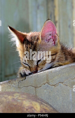 Ritratto di un grigio a strisce tabby kitten Sonnecchia sul cemento scale Foto Stock