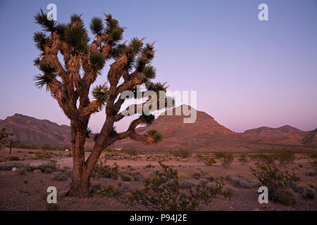 UT00467-00...Utah - il tramonto e il sorgere della luna vicino all'ingresso al Woodbury Deserto area di studio in Beaver Dam lavare National Conservation Area. Foto Stock