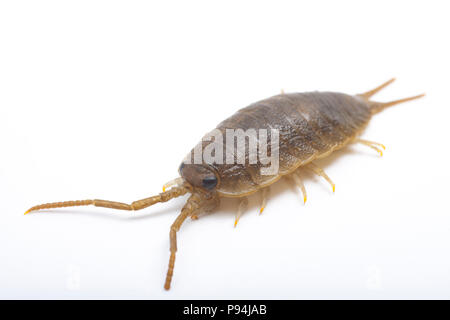 Un mare slater, Ligia oceanica, fotografato su uno sfondo bianco. Slaters mare assomigliano woodlice di grandi dimensioni e si trovano in zone costiere in zone rocciose Foto Stock