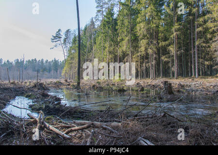 Paesaggio boschivo misto con alberi abbattuti, terreno muscoloso, zone umide e luce solare che filtrano attraverso i pini, mostrando contrasti di legno naturale e disturbato Foto Stock