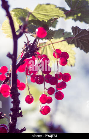 Rametto di ribes rosso nel giardino soleggiato Foto Stock