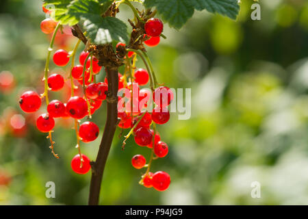 Ribes rosso. Mature e fresche biologiche di ribes rosso bacche crescente Foto Stock