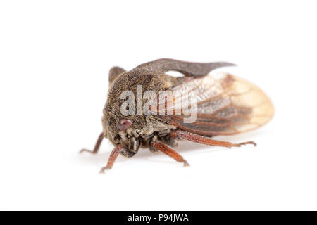 Un cornuto treehopper, Centrotus cornutus, trovata nel nord Inghilterra Dorset Regno Unito GB Foto Stock