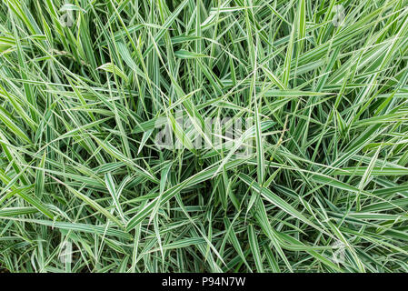 Carex morrowii "danza su ghiaccio' - La danza su ghiaccio Sedge - bianco e verde erba lunga evergreen sedge con il bianco e il verde listati fogliame. Foto Stock