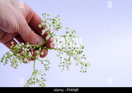 Lâ Elderflower detenute da mano caucasica su sfondo bianco Foto Stock