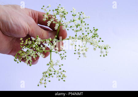 Lâ Elderflower detenute da mano caucasica su sfondo bianco Foto Stock