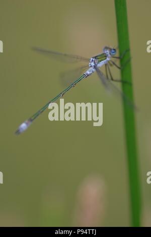 Maschio Damselfly Smeraldo (Lestes sponsa) arroccato su un laghetto stelo Reed. Abernethy, Perth, Scotland, Regno Unito. Luglio, 2018. Foto Stock