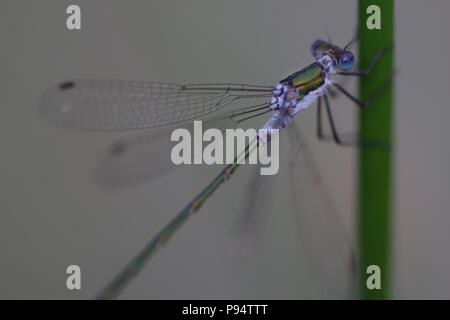 Maschio Damselfly Smeraldo (Lestes sponsa) arroccato su un laghetto stelo Reed. Abernethy, Perth, Scotland, Regno Unito. Luglio, 2018. Foto Stock