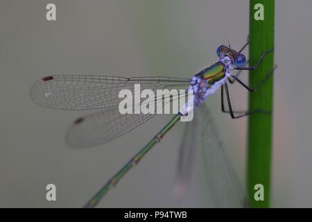 Maschio Damselfly Smeraldo (Lestes sponsa) arroccato su un laghetto stelo Reed. Abernethy, Perth, Scotland, Regno Unito. Luglio, 2018. Foto Stock