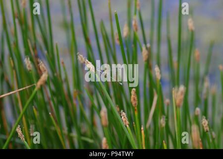 Maschio Damselfly Smeraldo(Lestes sponsa) appollaiato su stagno canne. Abernethy, Perth, Scotland, Regno Unito. Luglio, 2018. Foto Stock