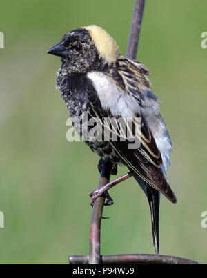 Bobolink maschio, presi nella contea di Minnehaha, Dakota del Sud Foto Stock