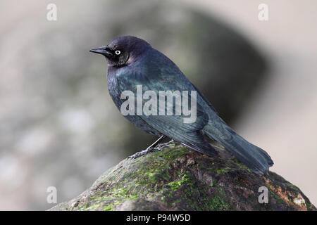 Brewer's Blackbird Dicembre 18th, 2008 Land's End in San Francisco, California Foto Stock