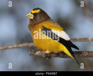 Sera Grosbeak, presi in Sax-Zim Bog nel nord del Minnesota vicino a Duluth Foto Stock